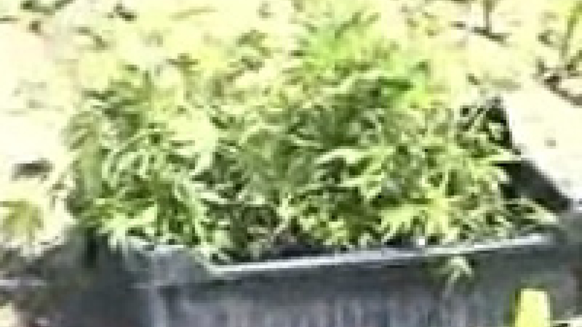 Situri ce invata prepararea de droguri