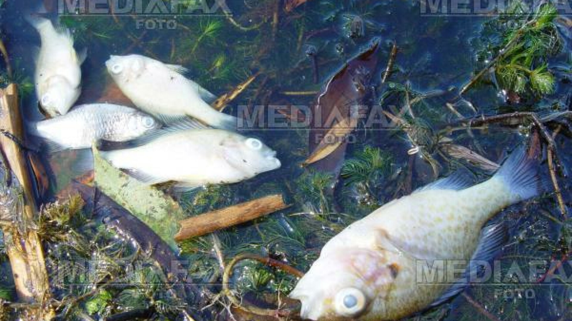 Braila: Mii de pesti morti in lacul de la marginea orasului