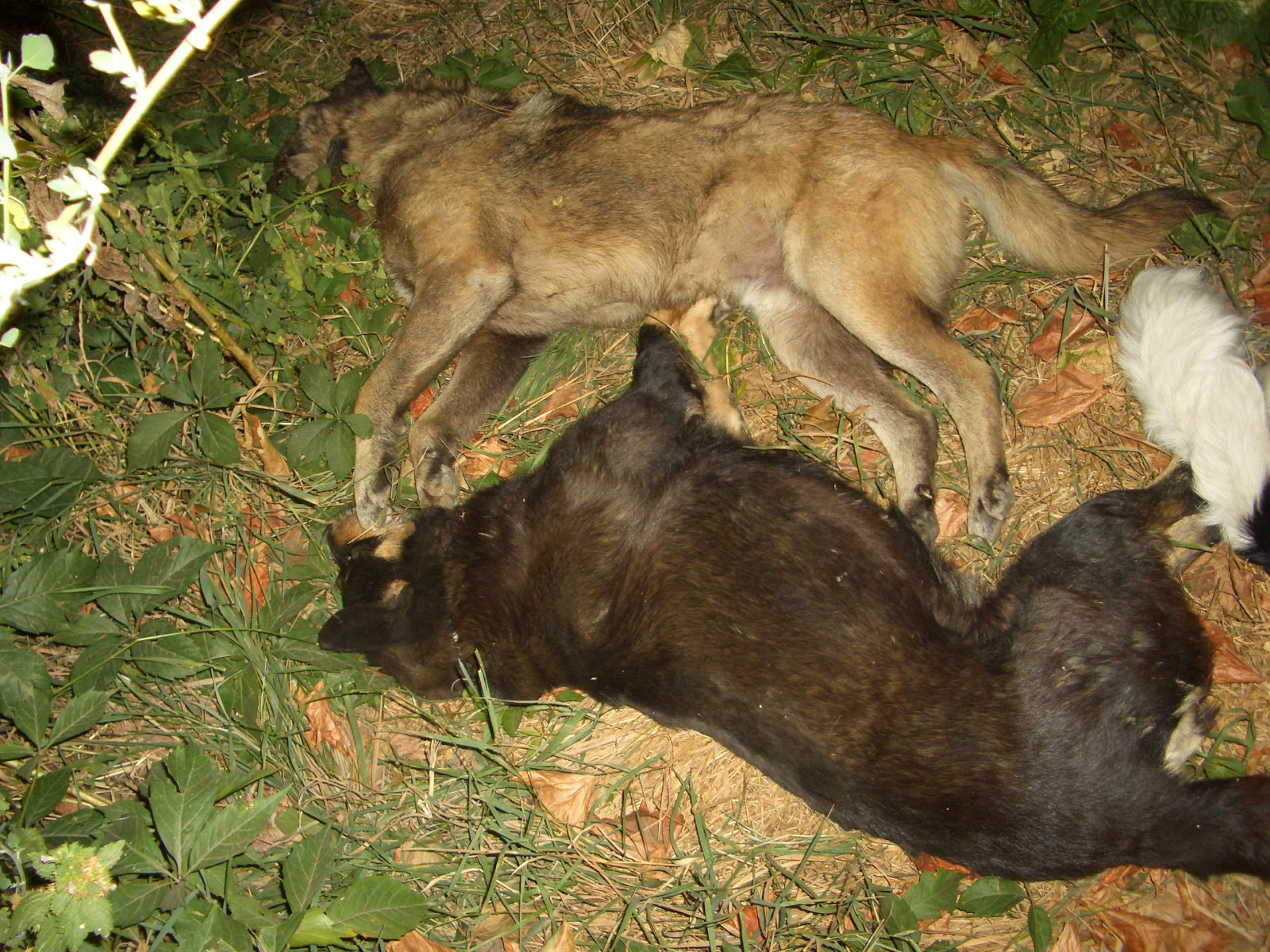 Cadavre de caini gasite pe un bulevard din Targoviste