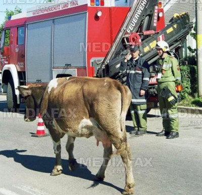 Vaca salvata de pompieri pe malul raului Mures