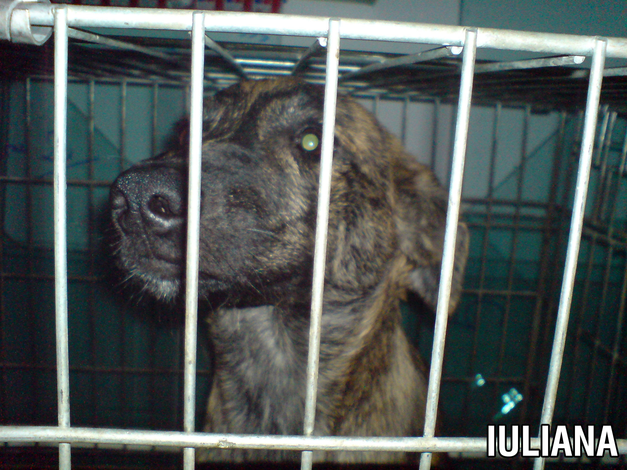 Patru catelusi au nevoie disperata de tine!