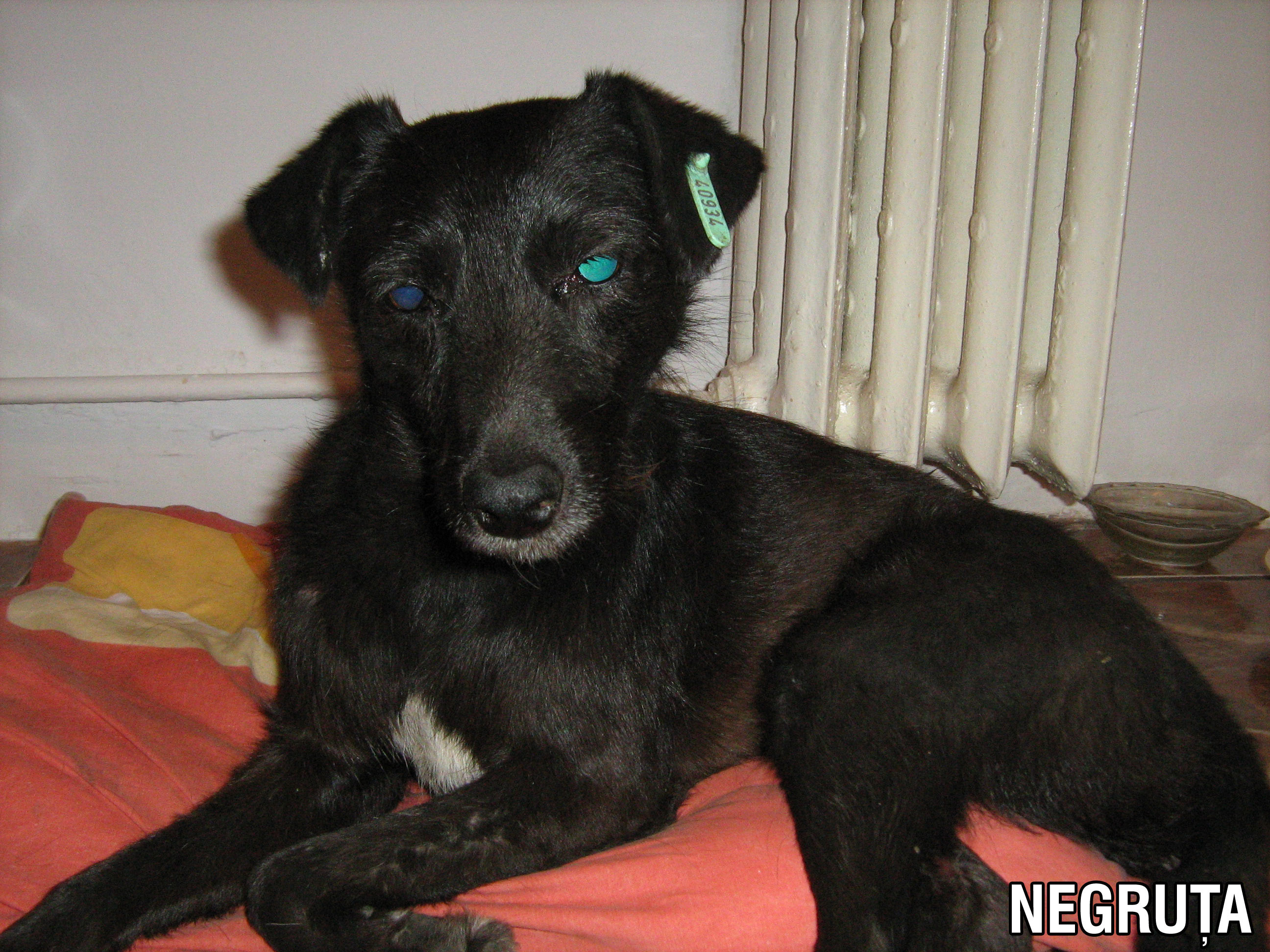 Imagini socante! Zeci de caini otraviti in judetul Olt!