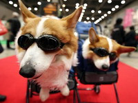 Americanii isi prefera animalele de companie in defavoarea partenerilor