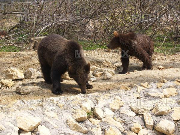 Dam ursii la export!