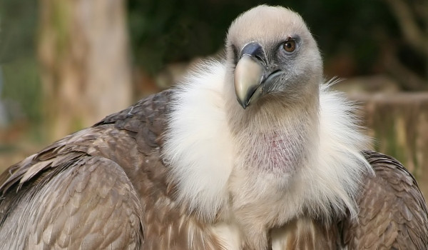 Vulturii vs angajatii televiziunii