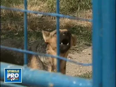 19adapostcainibeta060908