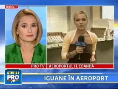 Contrabanda cu iguane vii!