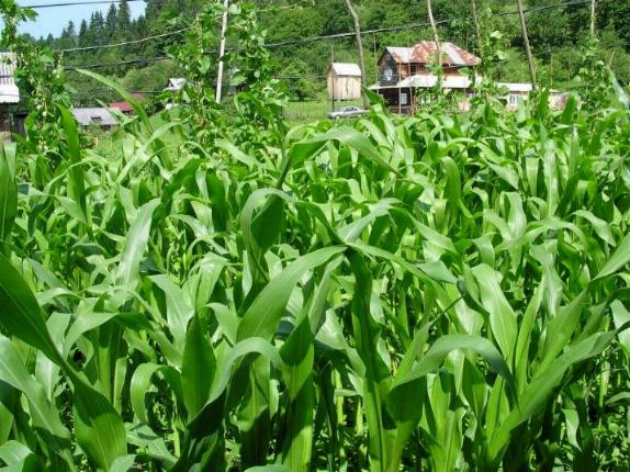 Crima oribila in Iasi: omorat si aruncat in lanul de porumb