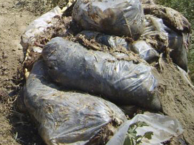 Substanta pestilentiala aruncata intr-un parau care se varsa in Olt!