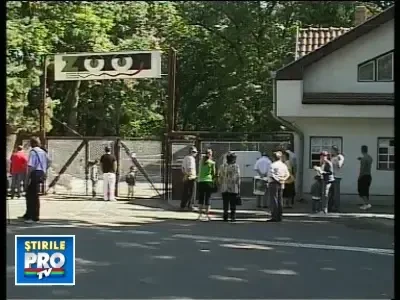 Un leopard de la Gradina Zoologica din Targu Mures, la un pas sa scape!