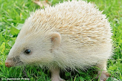 Blondul, noul trend printre arici!