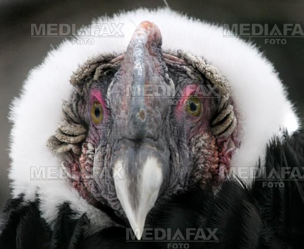 Un vultur s-a napustit asupra unui caine si l-a ucis