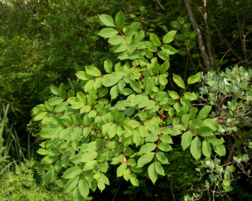 Acoperisuri de vegetatie. Racoare in casa, factura scazuta la electricitate