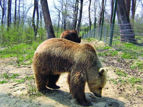 Inca un episod cu ursii cersetori a avut loc la Sinaia