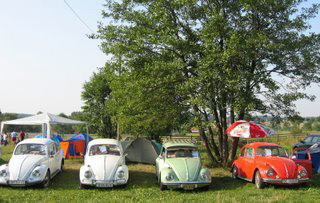 Toate broscutele din Romania si-au dat intalnire la Baia Mare