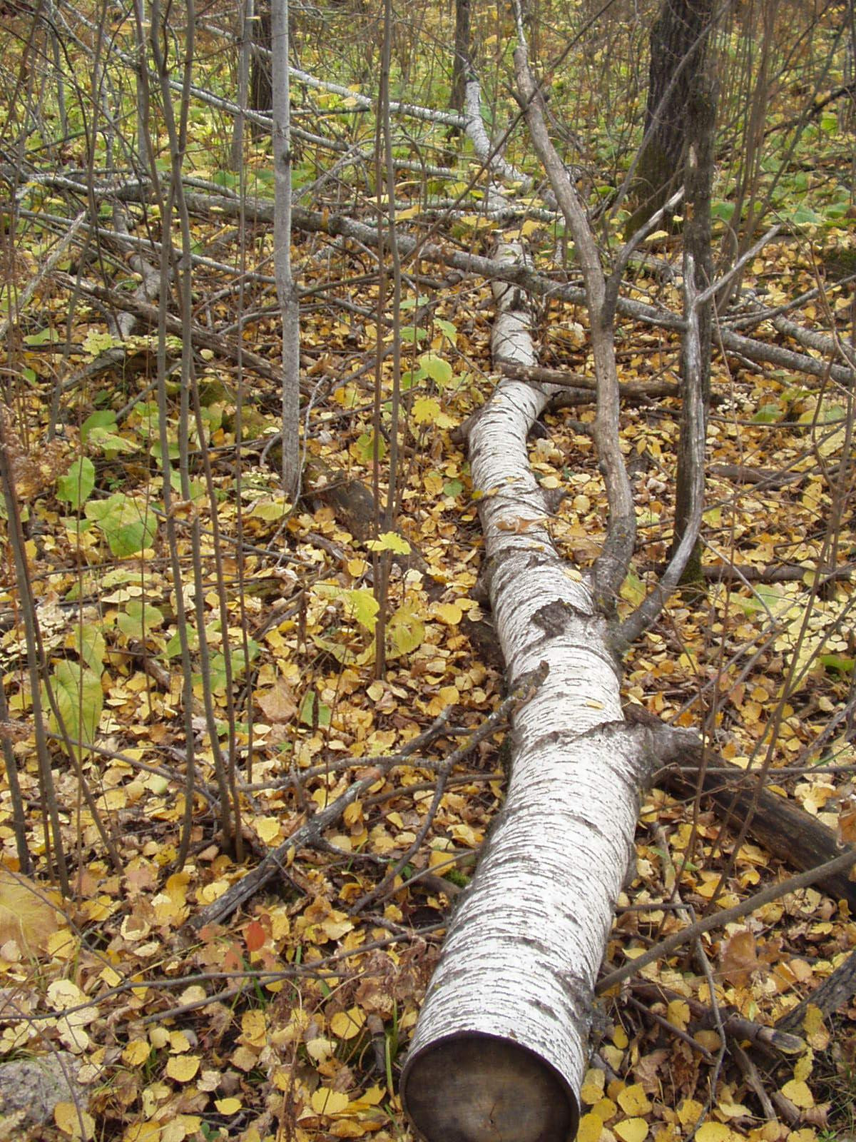 Un val de frig va invada intreaga tara