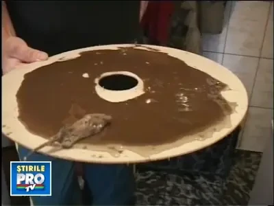 Soareci in frigider! A patit-o o familie din Deva