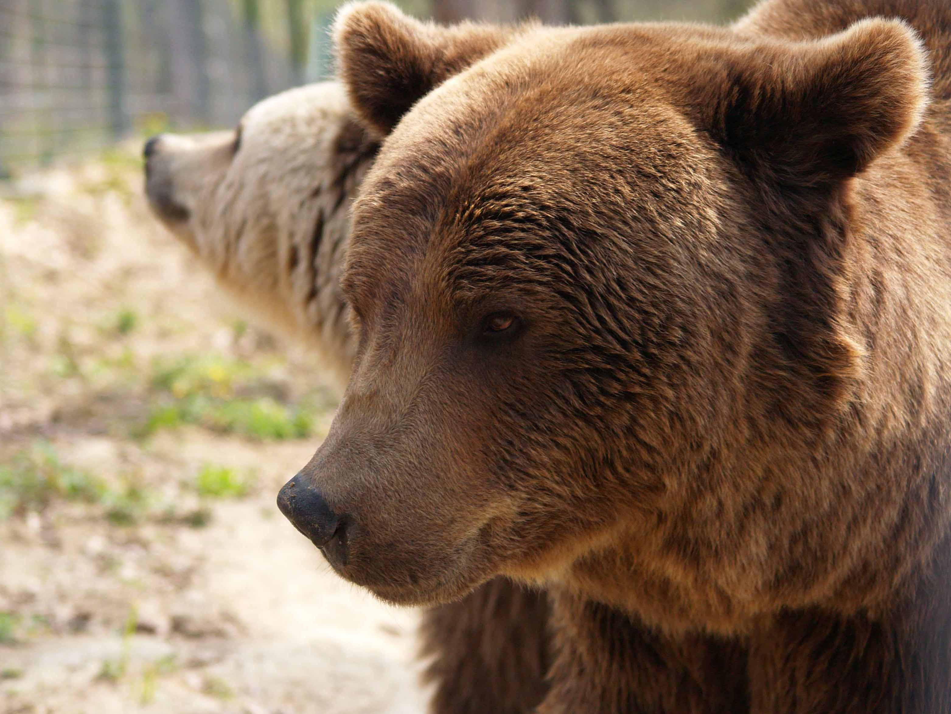 Infopro.ro: O gravida care fugea de urs a fost calcata de o masina