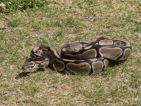 Turist in California? Atentie la pitoni!