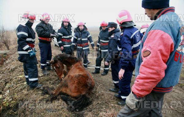 Cal salvat de pompieri, dupa ce a cazut intr-un parau