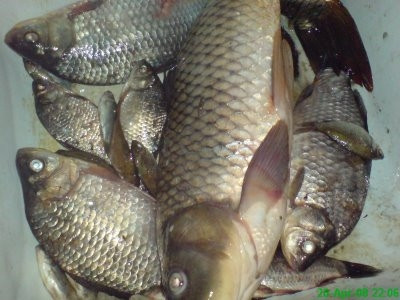 S-a taiat cu drujba si a oprit hemoragia cu peste congelat