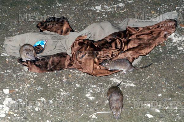 Invazie de sobolani intr-un cartier din Galati