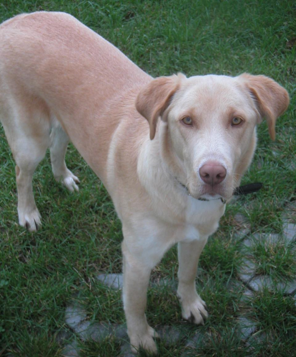 Un catel din SUA a sunat la 911! Si-a salvat stapanul de la moarte