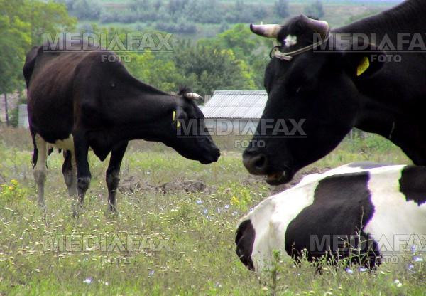 Lipsa carnii in dieta zilnica poate provoca atrofierea creierului