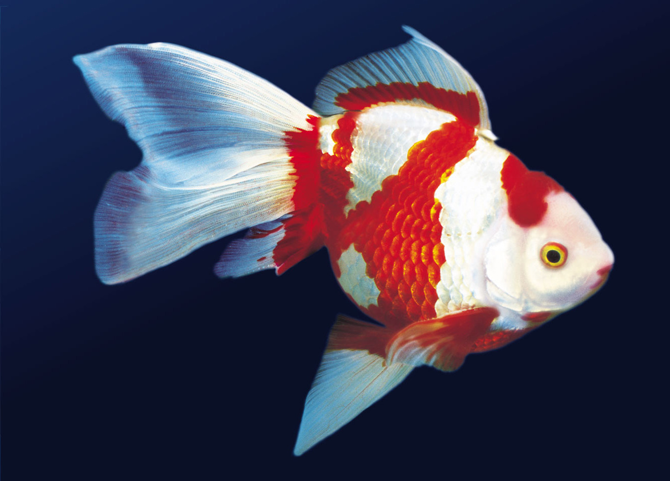 Cele mai trasnite stiri din presa internationala