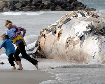 Sfarsitul unui urias alb