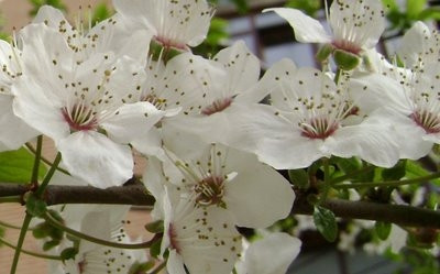 In plina toamna, in Baia Mare au inflorit pomii!