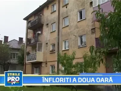 In plina toamna, in Baia Mare au inflorit pomii!