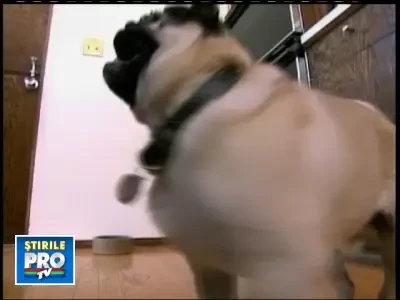 Mancacios nevoie mare, un catel a ajuns vedeta!