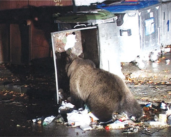 Ursii gunoieri au vizitat si un orasel din California