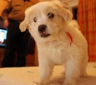 Un catelus de cateva luni si-a gasit mamica. O pisica!