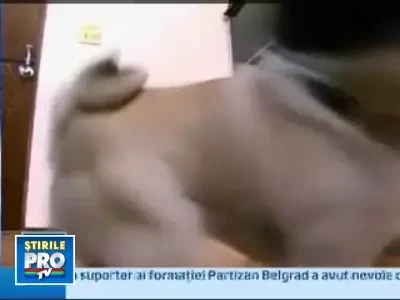 Mancacios nevoie mare, un catel a ajuns vedeta