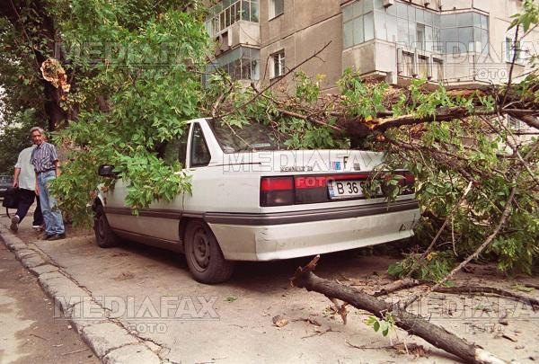 Braila: salcam de cateva sute de kilograme, cazut peste o masina parcata