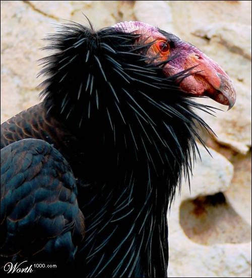 5 specii de la care ne putem lua adio