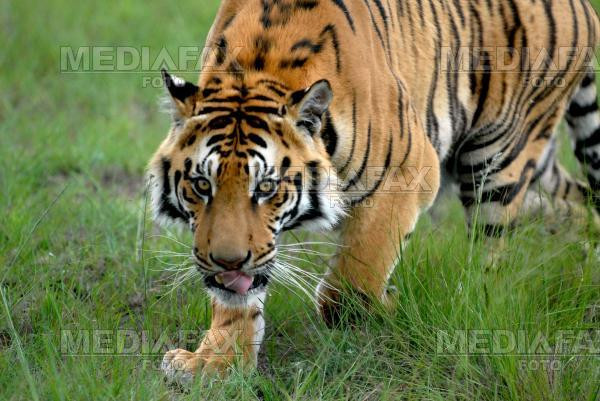 Madonna si Tiger Woods au devenit parinti!