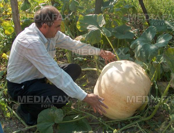 Un american a cultivat un dovleac de aproape o jumatate de tona!