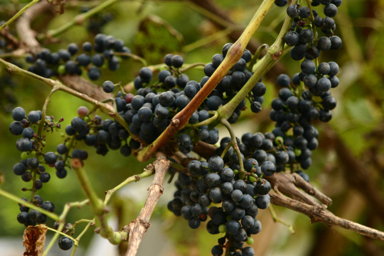 E Ziua Recoltei, semn ca Brumarel a venit peste noi!