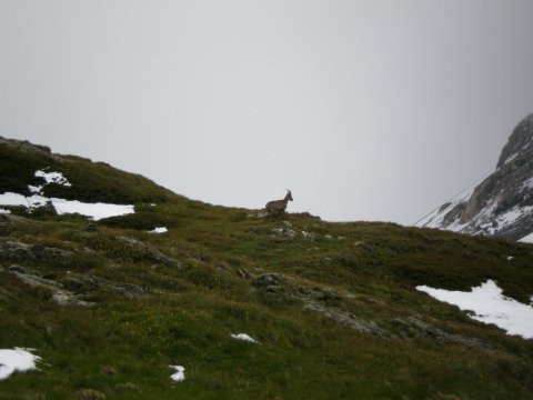 S-au ratacit in Fagaras cautand niste oi