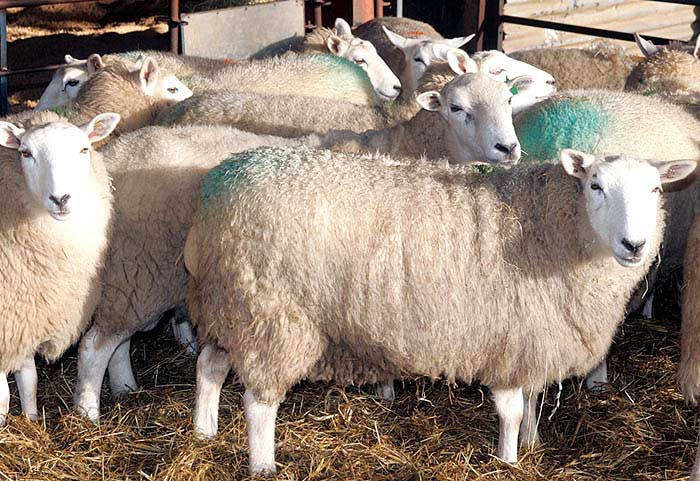 Sarbatoare campeneasca in Dambovita