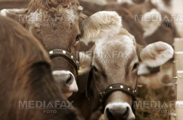 India: vacile, interzise pe strazile din New Delhi