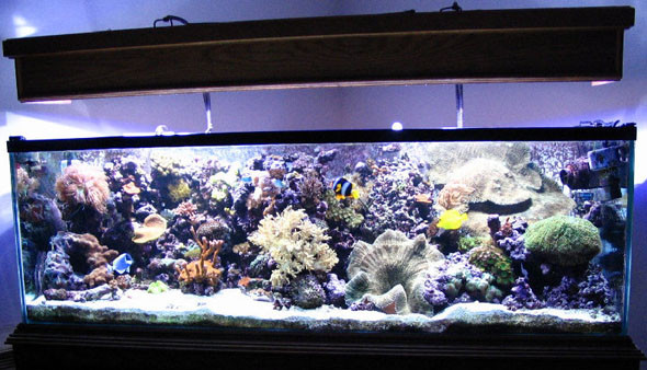 Ultima moda: acvariul de recif!