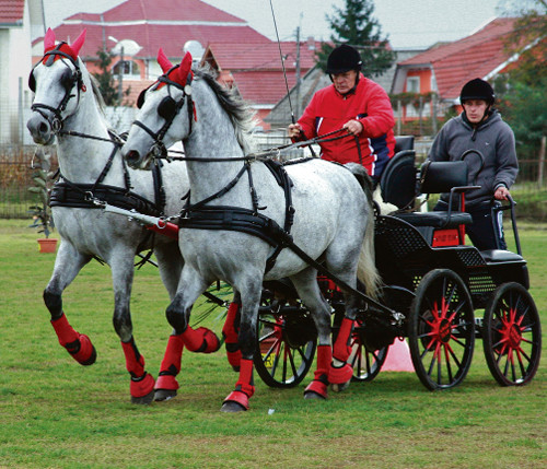 Spectacol ecvestru la Targu Mures!
