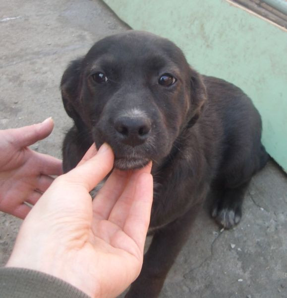 O paste inchisoarea pentru ca si-a abandonat cainele!