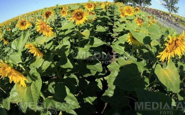 Floarea soarelui, vanduta pe preturi de nimic la Galati