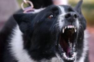 Cluj: locuitorii cartierului Iris, terorizati de caini