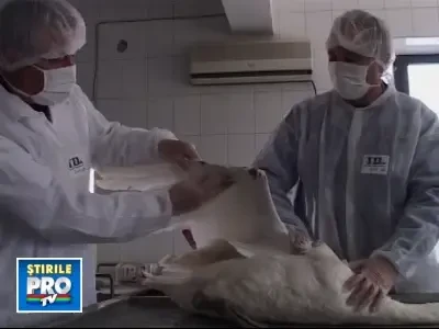 O lebada cazuta din zbor a declansat alerta de gripa aviara la Buzau